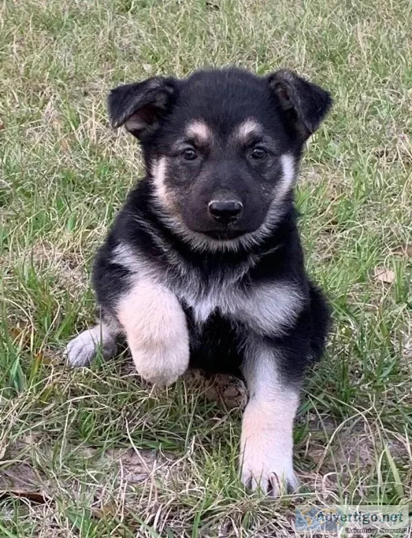 German Shepherd Dog puppies for sale
