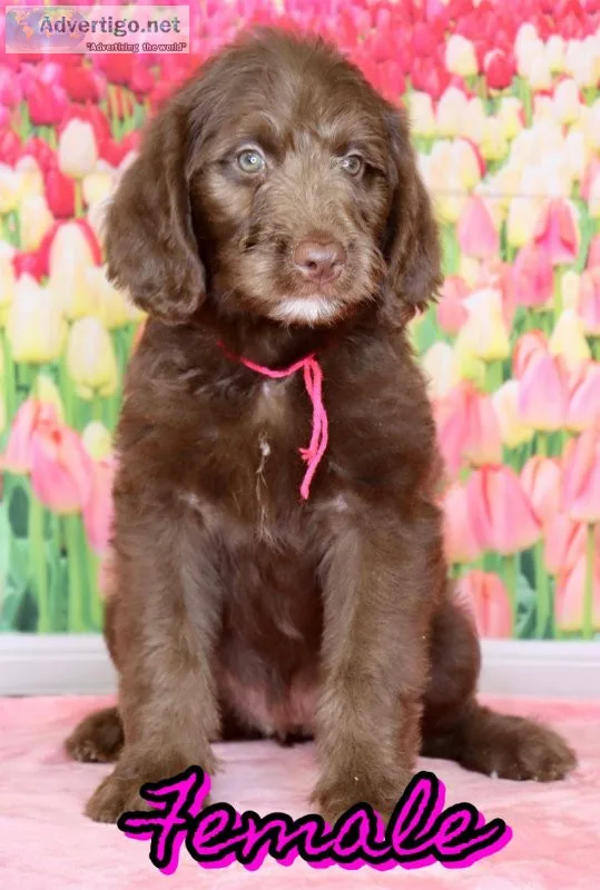 Adorable Labradoodle Pups
