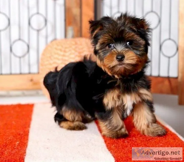 Registered Yorkshire Puppies For Re-Homing