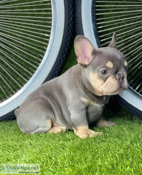 Boy and girl French Bulldog puppies text via 626-655-1287