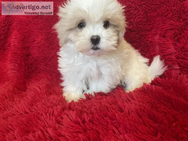 Maltipoo Puppies