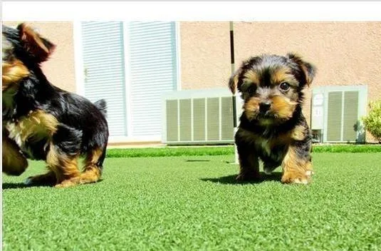 Yorkie Puppy AKC Yorkies Puppies