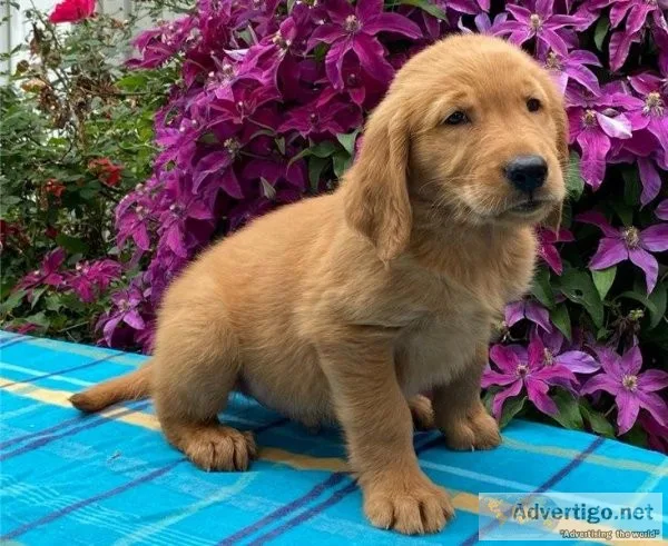 Tucker Specials Golden retriever puppies are searching for they 