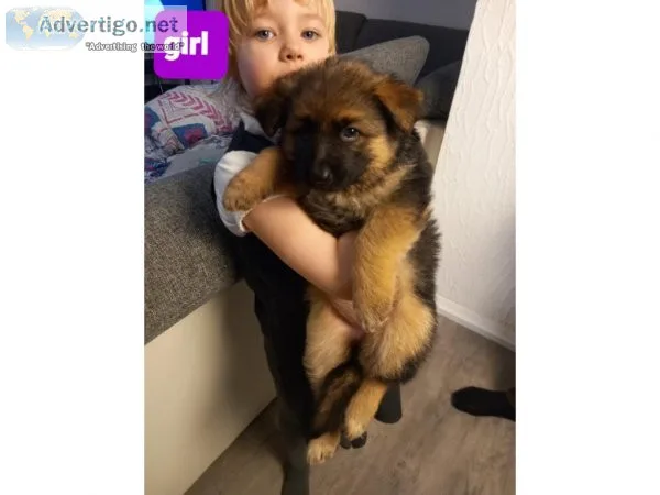 Well Trained German Shepard puppies for sale