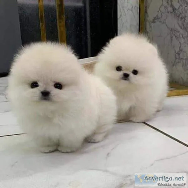 AKC REG tiny pomeranian for sale now text via 626-655-1287