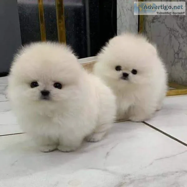 AKC pomeranian male and female for sale text via 626-655-1287