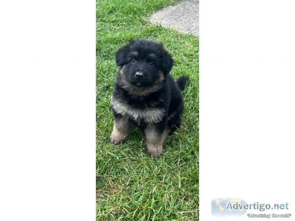 Cute German Shepard puppies for sale