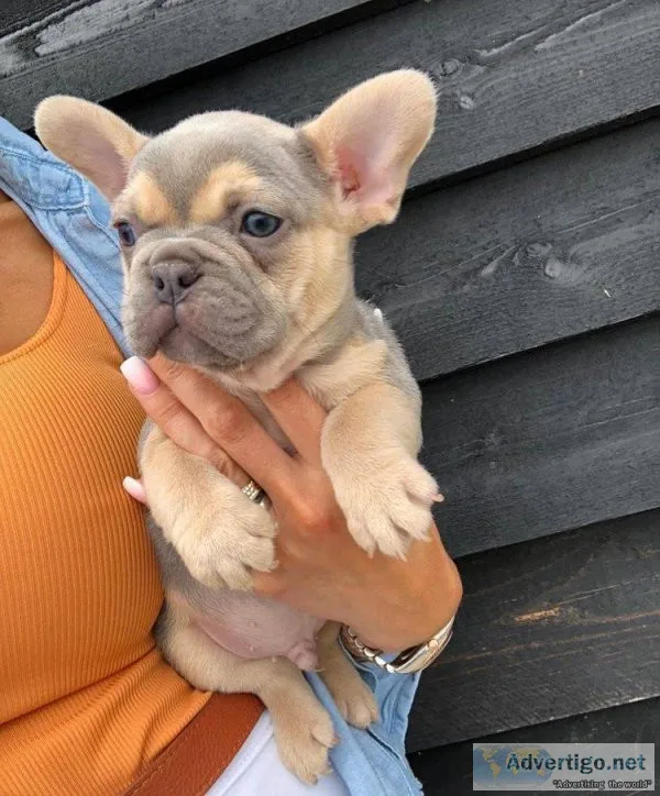 AKC REG Lovely French Bulldog puppies for sale  text via 626-655
