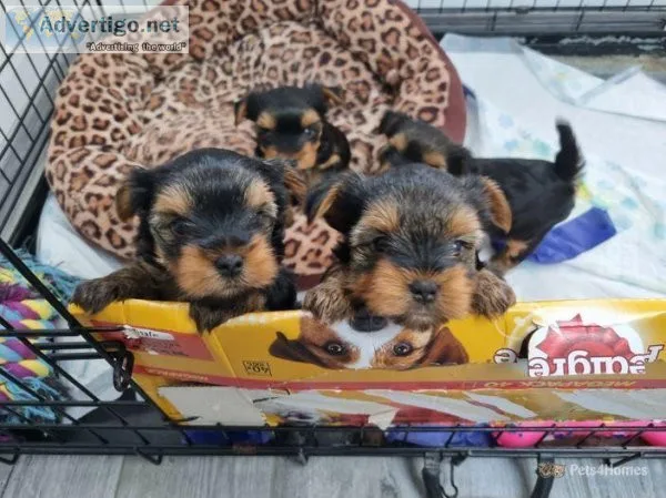 Cute yorkie puppies for home