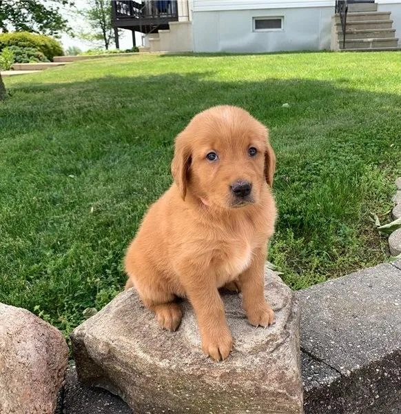 Lucy Specials Golden retriever puppies are searching for they 5s