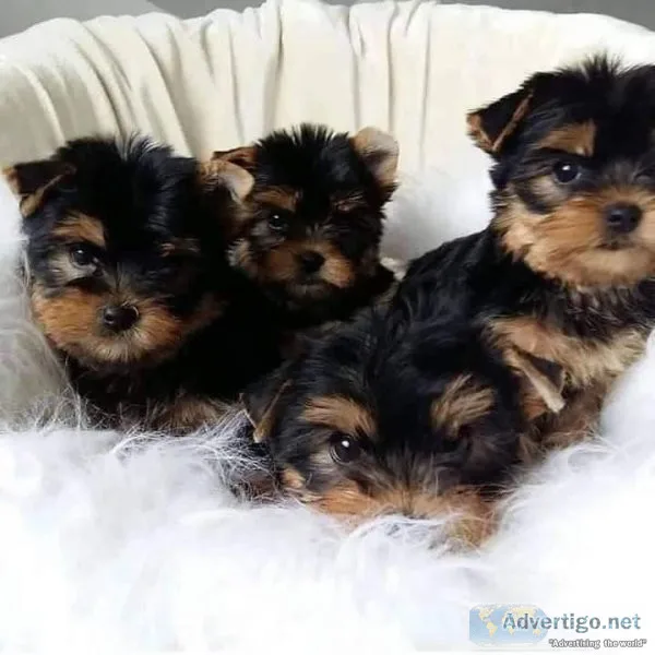 AKC REG lovely Tiny AKc Registered yorkie text via 626-655-1287