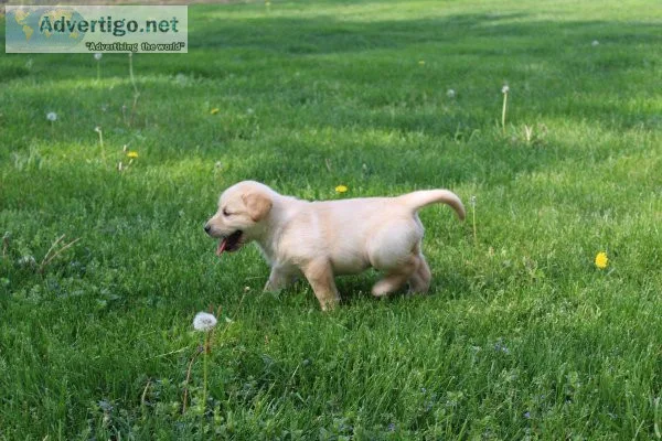 Labrador Retriever puppies for sale