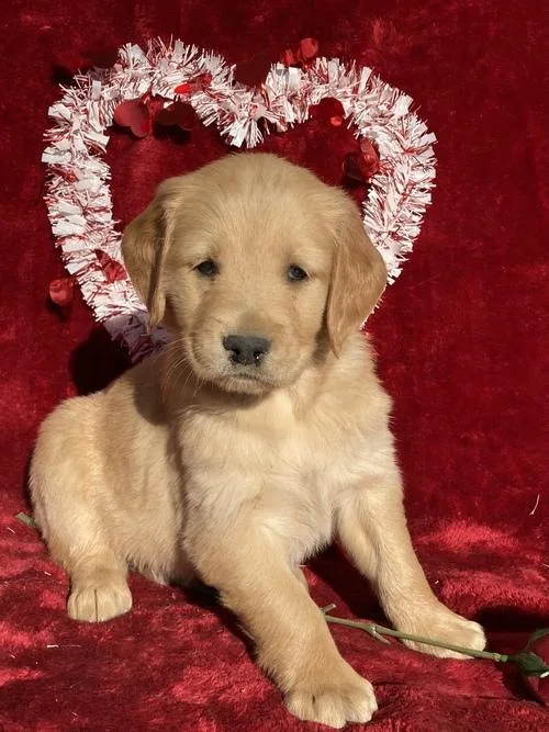 Luna Specials Golden retriever puppies are searching for they 5s