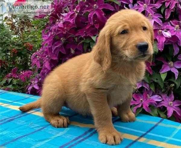 Marley Perfect Golden retriever puppies are searching for they 5
