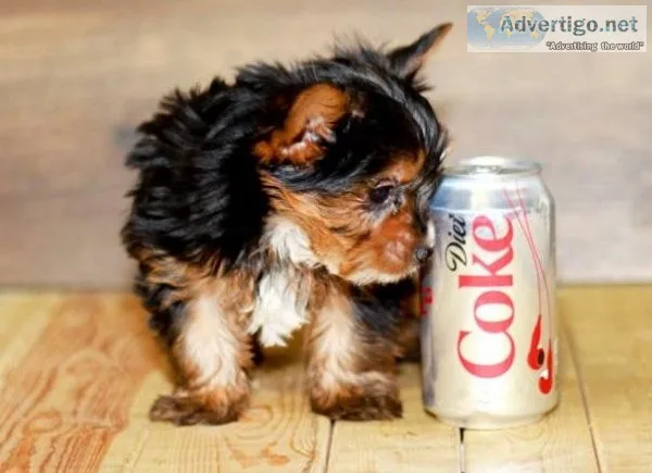 Gorgeous Tiny Yorkie Puppies For Adoption