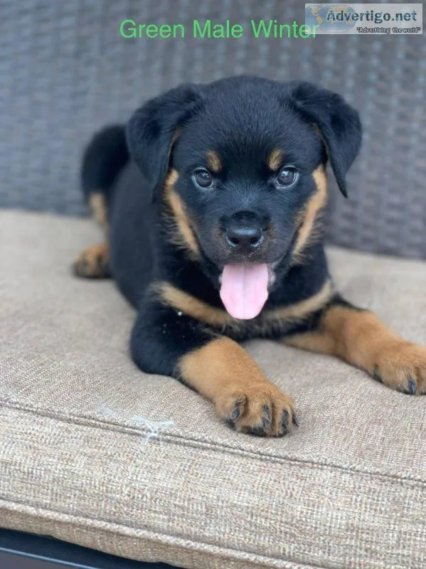 Rottweiler Puppies for sale