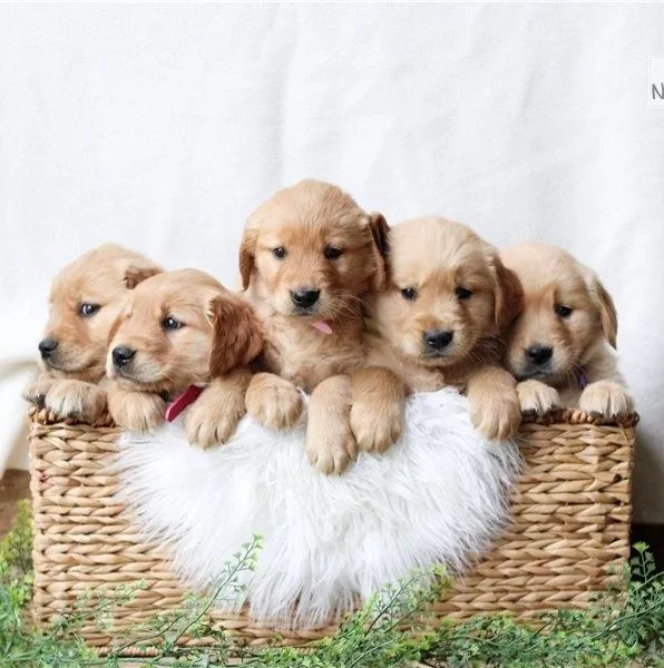 Maggie AKC Registered Golden retriever puppy