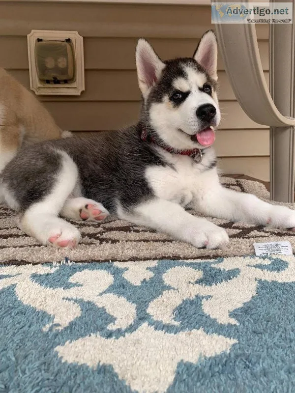 Siberian Husky puppies for sale