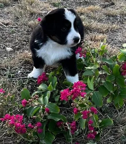 Embarrassed Australia Shepherd Puppies For Sale