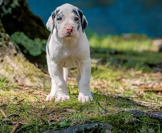 AKC Great Dane Puppies Ready To Go