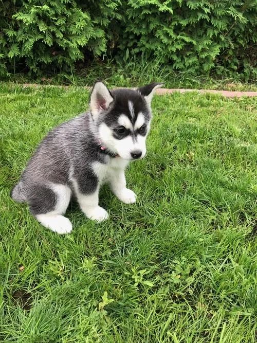 4 Stunning Siberian husky puppies ready to leave