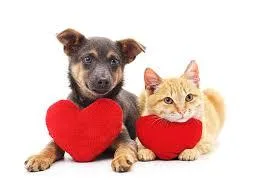Don t stress anymore about your or your pet&rsquos health.