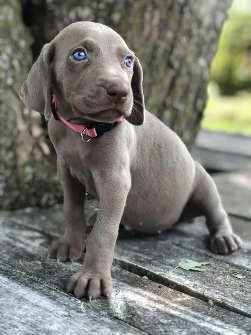 AKc Weimaraner boys and girls available