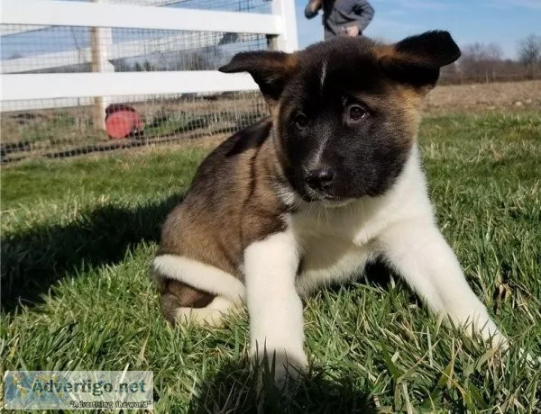 sfdv American AkitaPuppies 5girls2boys DNATestedParents