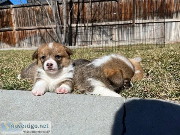 Beautiful Baby Pembroke Welsh Corgis...9707958918