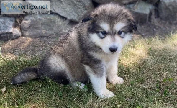 Famous Alaskan Malamute Puppies For Sale