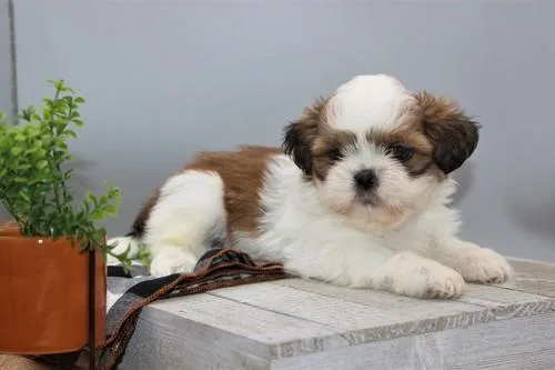 Beautiful shihtzu puppies