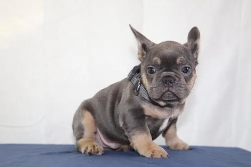 French Bulldog puppies for sale