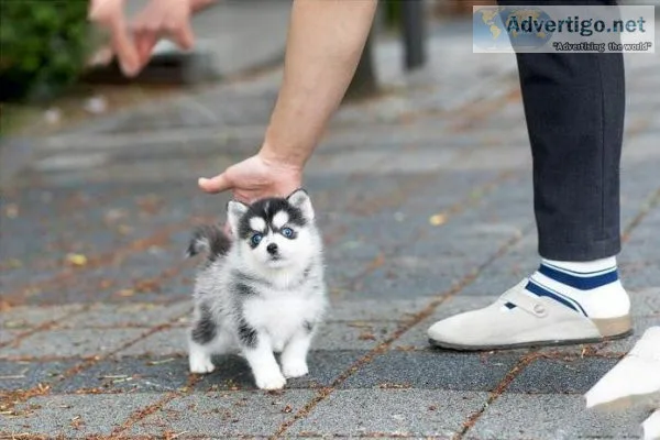 Handsome Pomsky male and Female AKC Reg