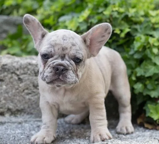 Purebred French Bulldog Puppies 3 months old - AKC Registered