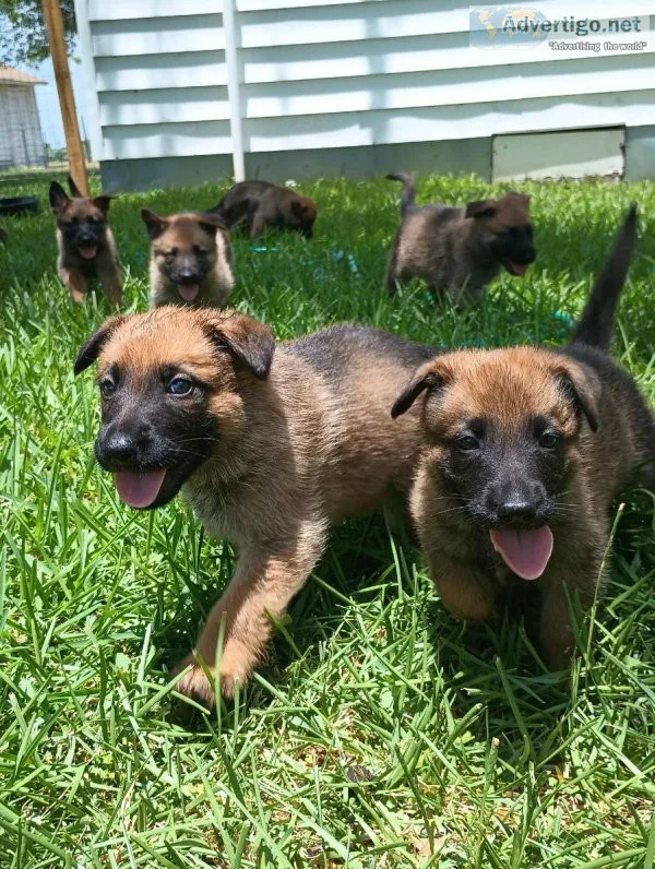 German Shepherd Dog puppies for sale