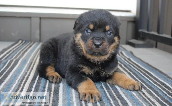 Rottweiler Puppies for sale