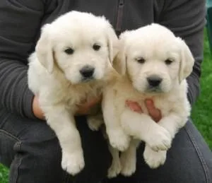 Cute Golden Retriever puppies available and ready to go