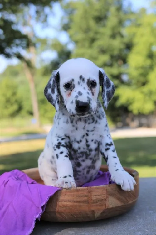 Dalmatian pups Ready to leave 2 boys AND GIRLS left