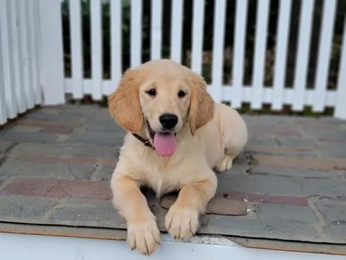 AKc stunning red golden retriever puppies