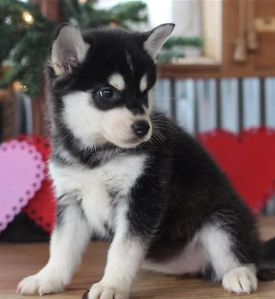 Vet checked Alaskan Klee Kai Puppies For Sale