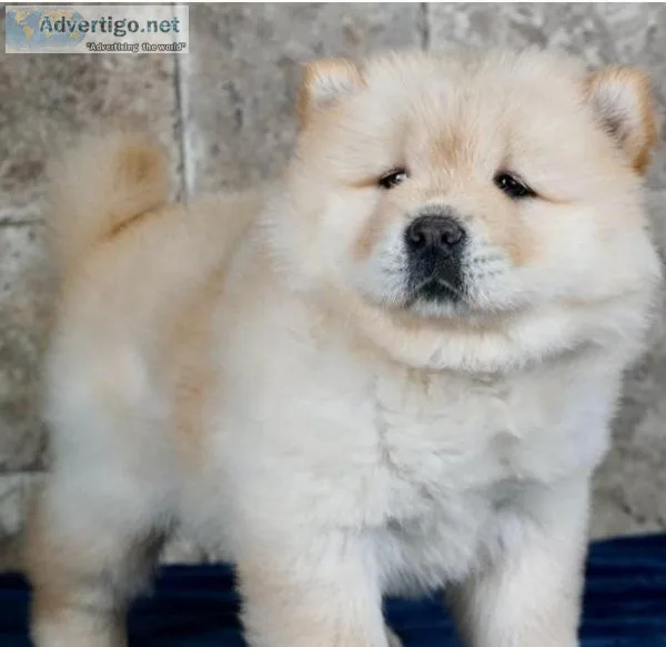 AKC Chow Chow Puppies (Pure Breed)
