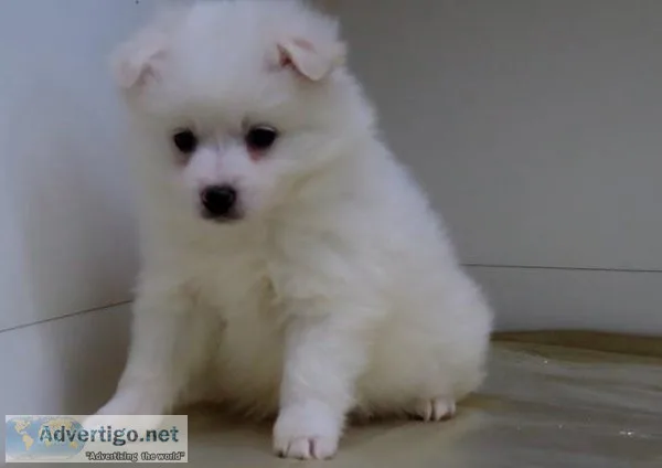 Puzzled American Eskimo Puppies