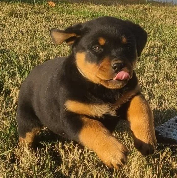 Muddy Rottweiler Puppies Available