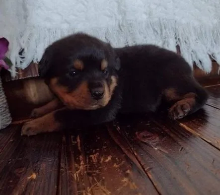 Full blooded German Rottweiler puppies