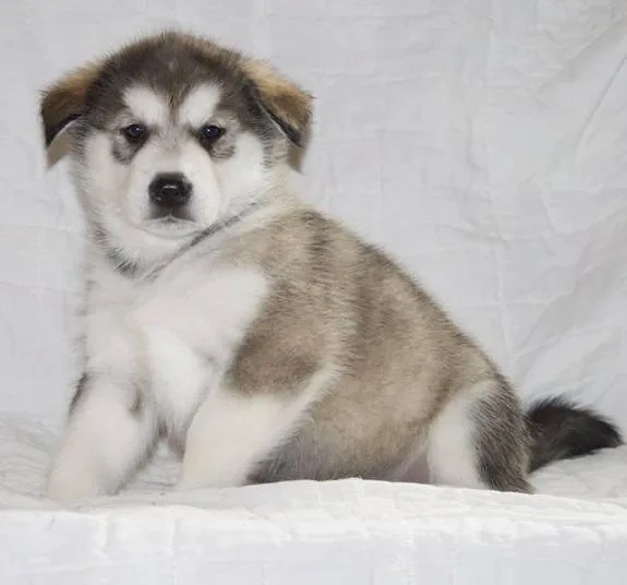 ACA Alaskan Malamute Puppies