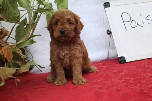 Cockapoo Puppies FOR SALE