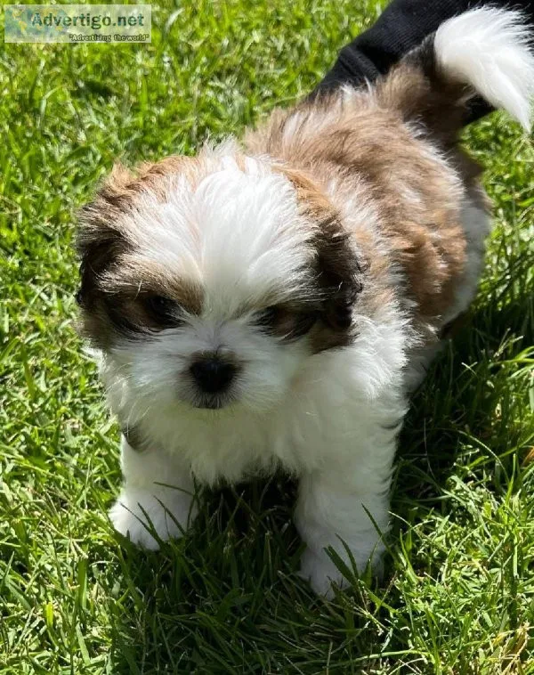 Shih Tzu puppies for sale