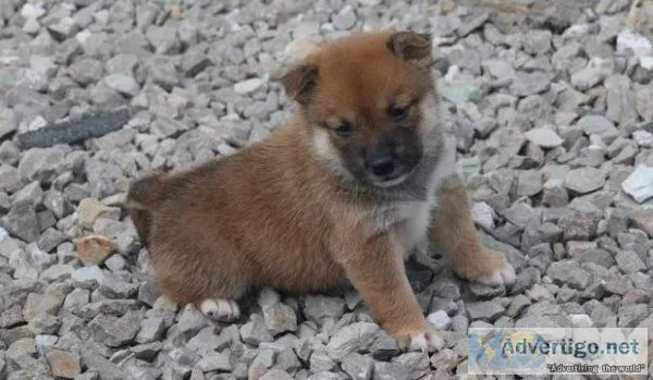 Home Raised Shiba Inu Puppies for sale
