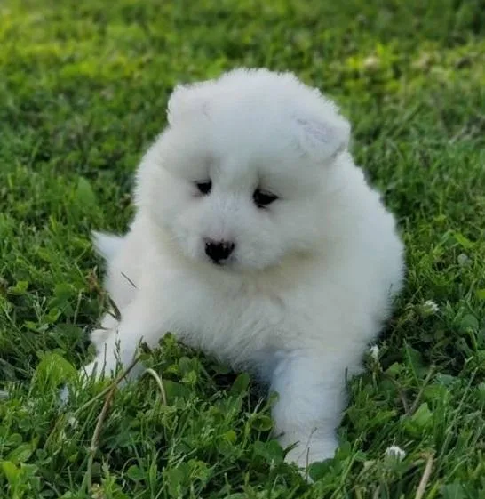 Beautiful Purebred Samoyed Puppies for sale