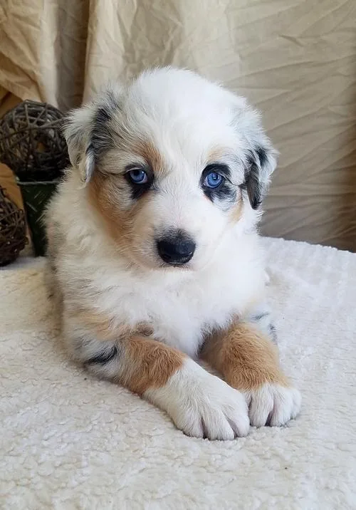 SStunning Australian sheperd puppies FOR SALE